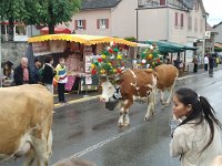 2013-10-05 11.22.11  Cow finery